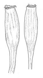 Macromitrium longirostre var. longirostre, capsules, dry. Redrawn with permission from Vitt (1983).
 Image: R.C. Wagstaff © All rights reserved. Redrawn with permission from Vitt (1983). 